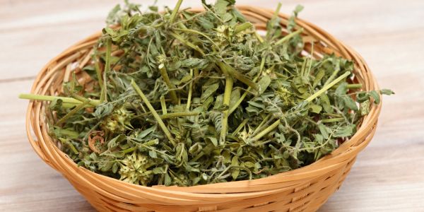 Kako tribulus terrestris djeluje na testosteron
